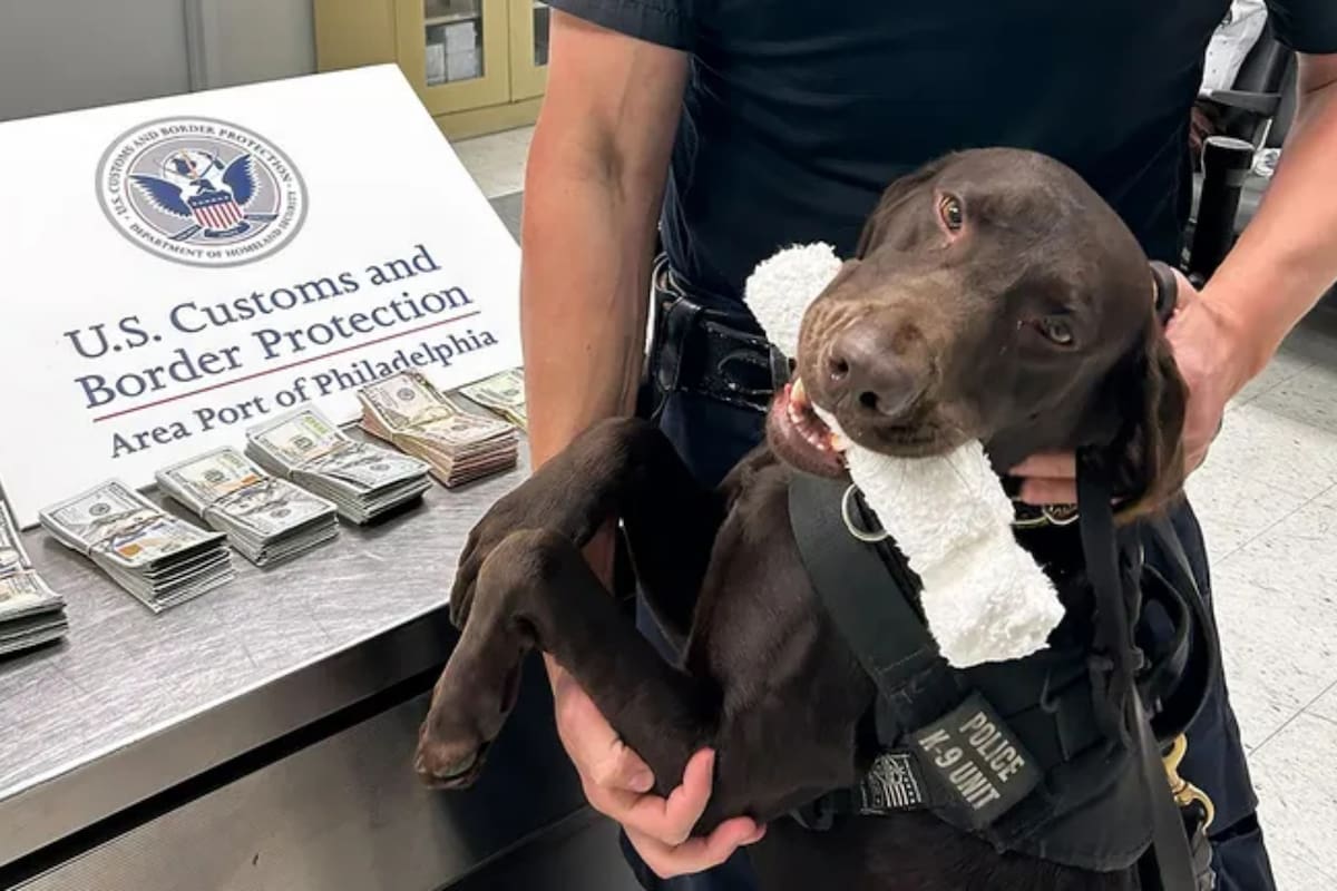 Un perro entrenador para detectar billetes falsos alertó a los agentes sobre el pasajero en el Aeropuerto Internacional de Filadelfia