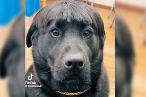 Un perro es furor en redes sociales por lucir el look de Peso Pluma (Captura video)