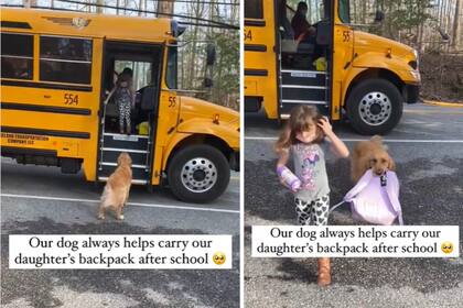 Un perro espera a la nena en la parada y la ayuda con la mochila