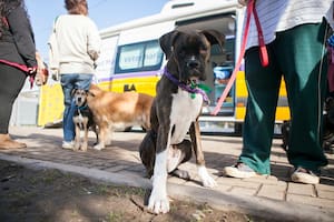 Las cuatro provincias con la población más joven y el distrito donde viven más mascotas que niños