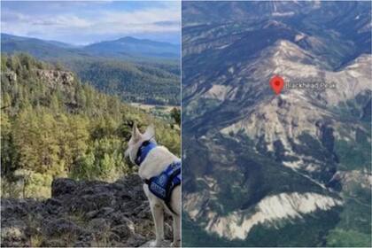 Un perro esperó cerca del cuerpo de su dueño hasta que fue rescatado