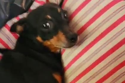 Un perro estaba encerrado en un auto y la Policía de la Ciudad lo rescató