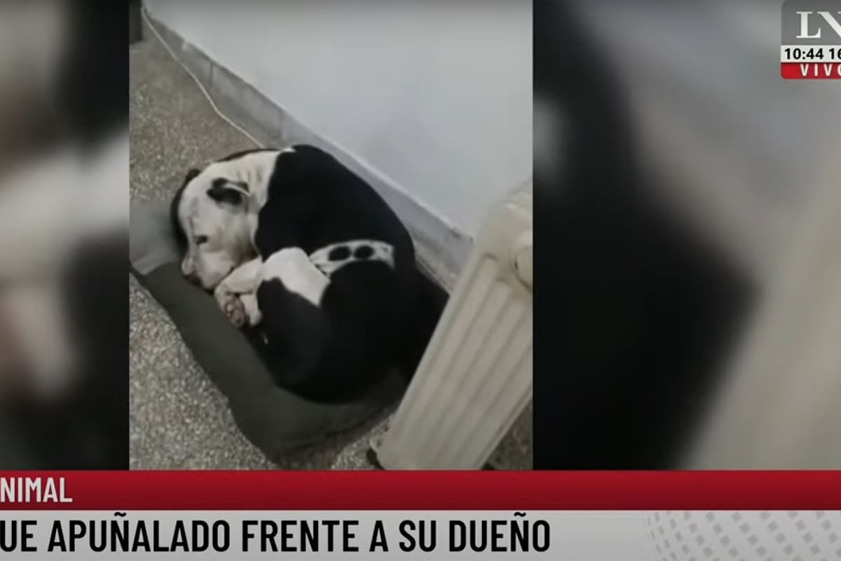 Un perro fue apuñalado frente a su dueño