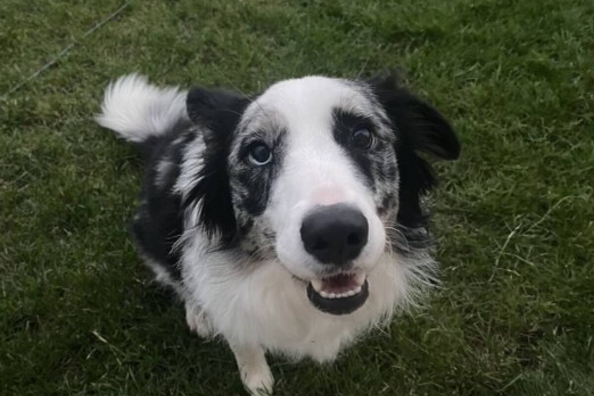 Un perro fue salvado por la inteligencia artificial (Captura Twitter)