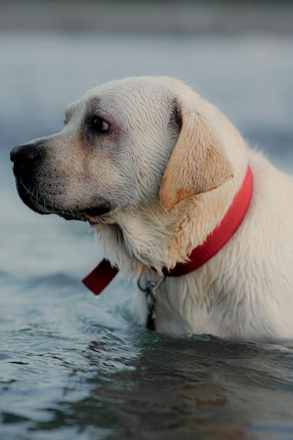 Un perro intentó morder a un tiburón (Imagen ilustrativa)