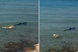 Un perro intentó morder a un tiburón y el momento captado se viralizó en las redes
