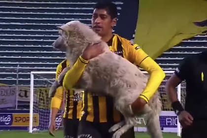 El futbolista Raúl Castro sostiene al perro callejero que irrumpió en el campo de juego