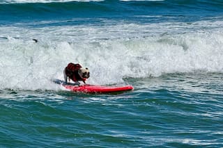 Aplausos y ladridos en la playa: el Mundial de Surf Canino en California cumple 10 años
