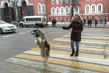 Un perro muestra una original manera de cruzar la calle
