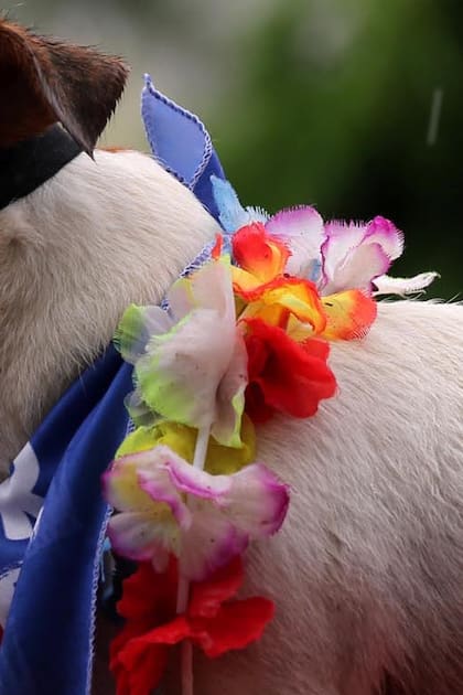 Un perro participa de Blocao, el carnaval canino famoso de Rio de Janeiro, Brasil, el 2 de marzo.