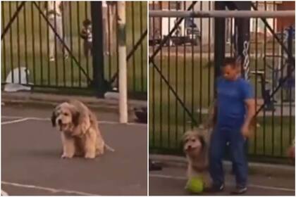 Un perro participó de un partido de fútbol y se convirtió en viral