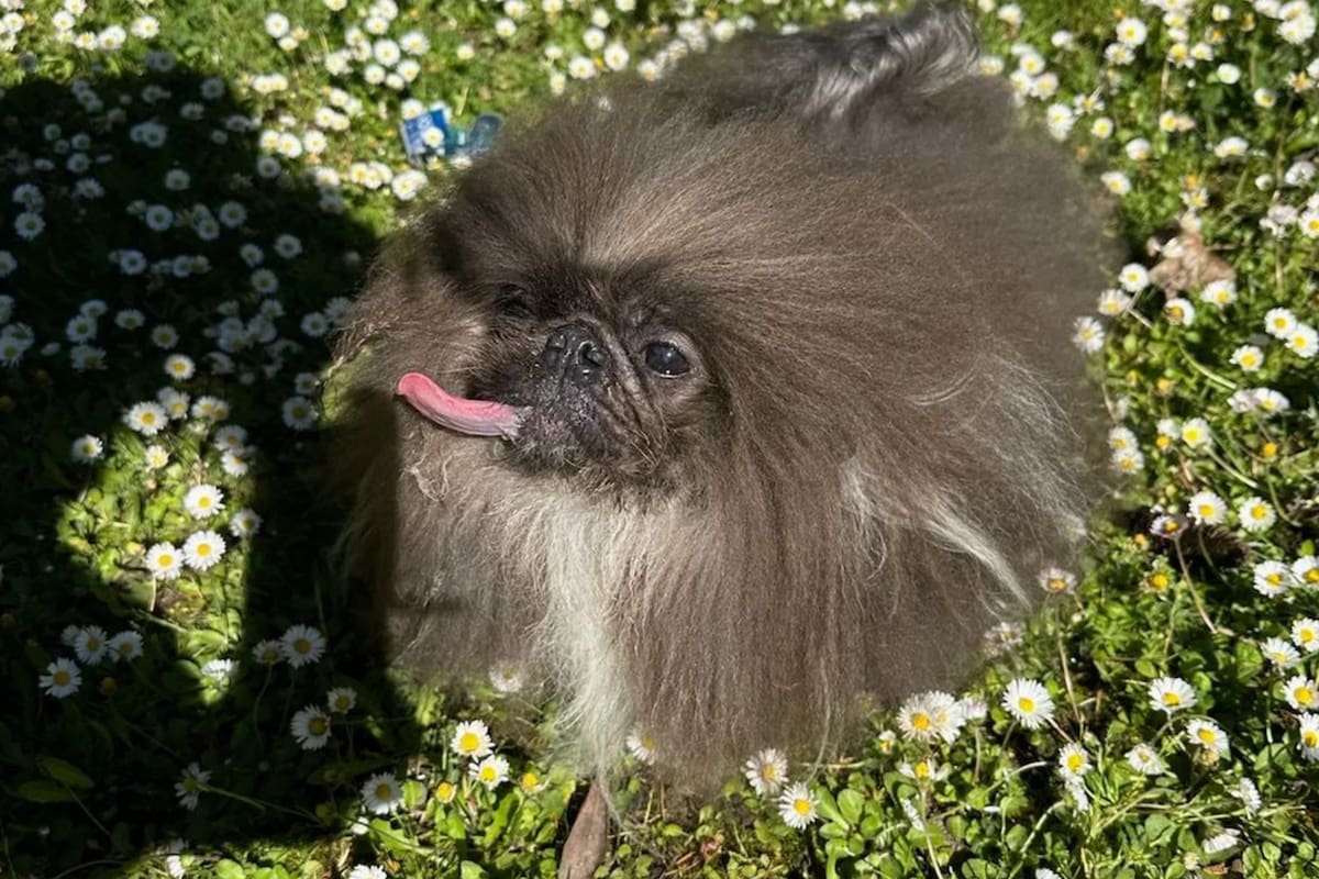 Un perro pequines fue elegido como el más feo del mundo, pero su historia tiene un trasfondo conmovedor