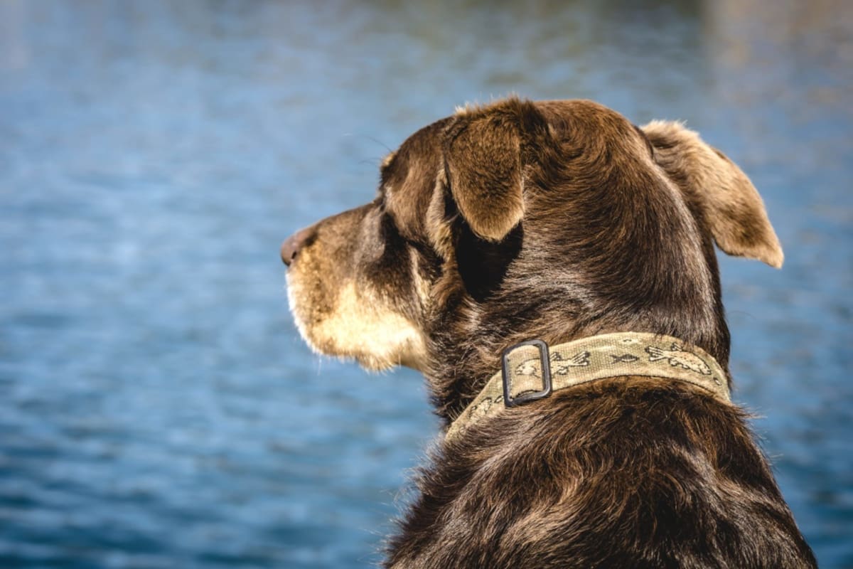 Un perro protagonizó un insólito accidente de caza con su dueño (imagen ilustrativa)