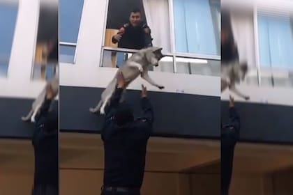 Un perro pudo ser salvado gracias a que las autoridades lo lanzaron por la ventana