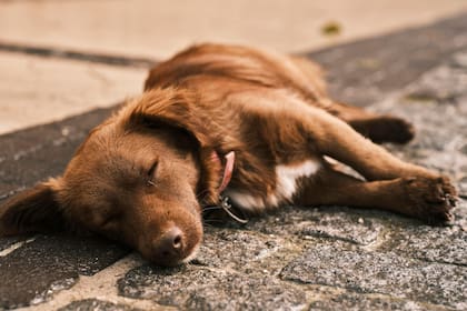 Un perro que aprendió hace poco un nuevo truco o atravesó un momento conmovedor podría soñar con esos eventos