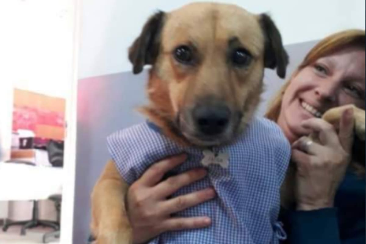 Un perro que frecuenta un jardín de infantes se convirtió en el "abanderado" de fin de año