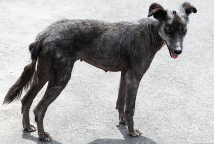 Un perro que fue abandonado o que se perdió puede ser más confiado y buscar la compañía humana con mayor rapidez