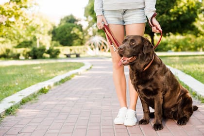 Un perro que se apoya sobre los pies puede estar buscando contacto físico y seguridad, dos conductas vinculadas con su relación con los humanos