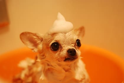 Un perro que se baña cada mucho tiempo puede generar infecciones cutáneas