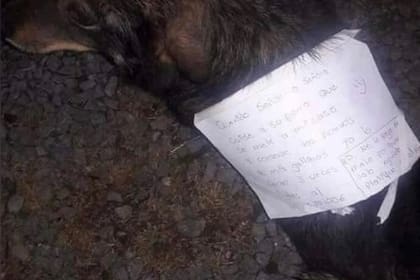 Un perro que se fue de su casa apareció con una sorpresiva nota en su lomo