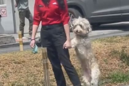 Un perro quedó grabado mientras cruzaba la calle con sus dos patas traseras
