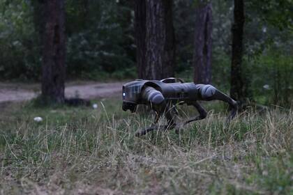 Un perro robot del ejército ucraniano; está pensado para investigar trincheras enemigas, llevar municiones y hacer tareas de exploración