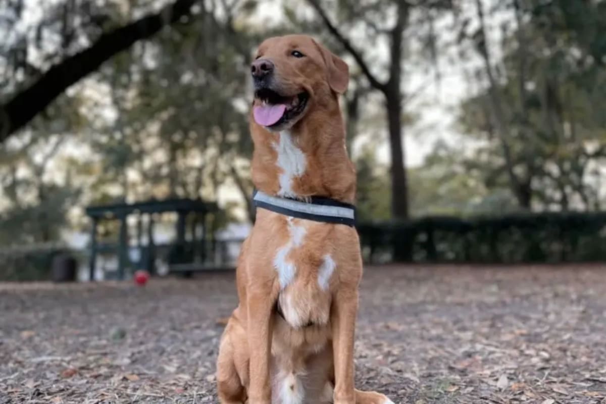 Un perro salvador: detectó el cáncer de un matrimonio y les salvó la vida