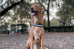 Un perro salvador: detectó el cáncer de un matrimonio y les salvó la vida