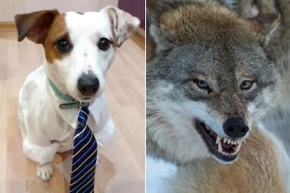 Un perro salvó a su dueño de 10 años de un ataque de lobo