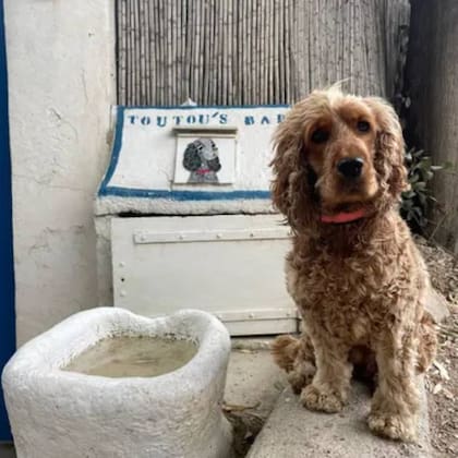 Un perro se acerca a un bebedero en el parque de La Madrague, la casa donde vivió Brigitte Bardot por décadas