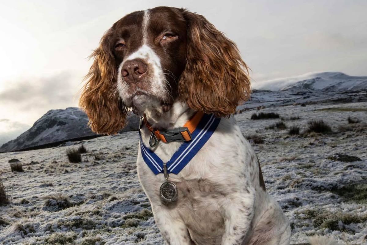 Un perro se convirtió en la primera mascota en ser galardonada con la Orden del Mérito Británico Foto: Facebook Max Out in the Lake District