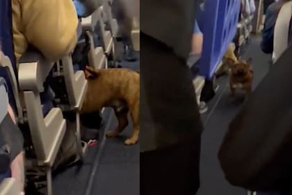 Un perro se escapó en un vuelo y causó diferentes reacciones entre los pasajeros