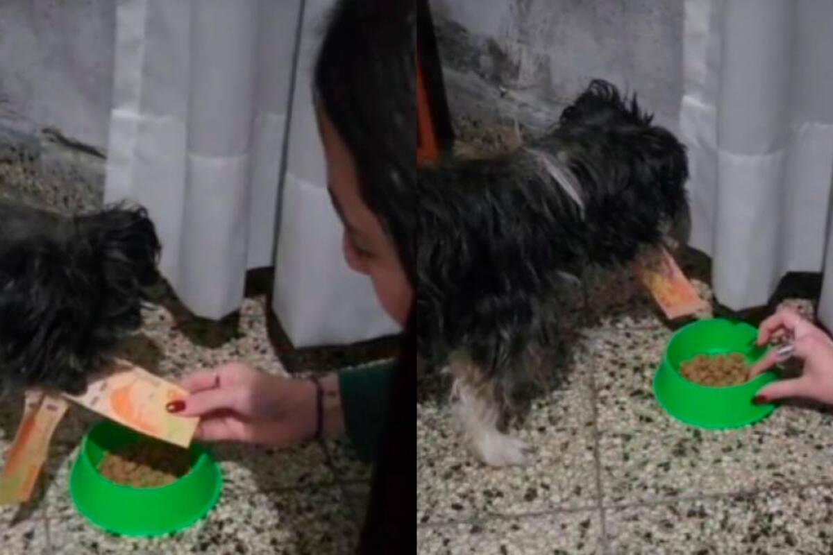 Un perro se robó el dinero de su dueña: "Estás a fin de mes y tu perro también"