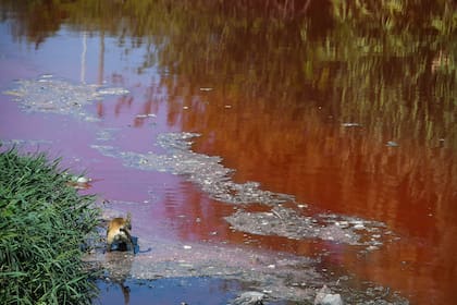 Un perro se zambulle a las aguas contaminadas del arroyo