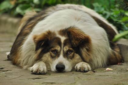Un perro sobrealimentado puede presentar distintos tipos de problemas en su salud