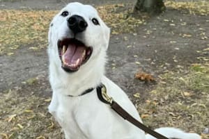 Un perro sordo reconoció la seña de paseo y su respuesta conquistó las redes