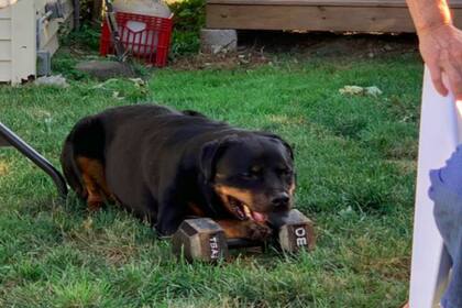 Un perro sorprendió a toda su familia al levantar una mancuerna de más de 13 kilos con su boca y el video se volvió viral