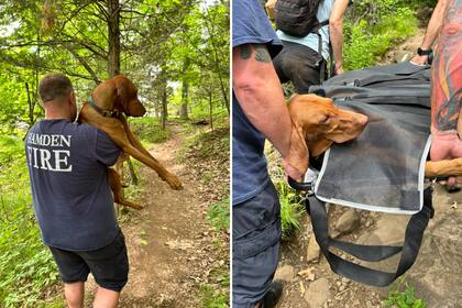 Un perro tuvo que ser rescatado en un parque estatal de Connecticut luego de ser mordido por una serpiente