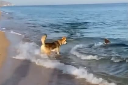 Un perro y un delfín jugaron juntos en la orilla de una playa en Crimea