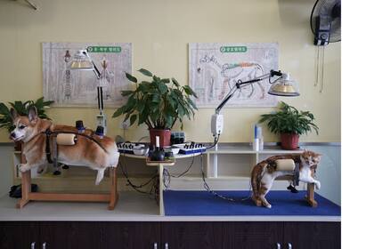 Un perro y un gato reciben tratamiento en Shanghai TCM (Medicina Tradicional China) Neurología y Acupuntura Centro de Salud Animal, que se especializa en acupuntura