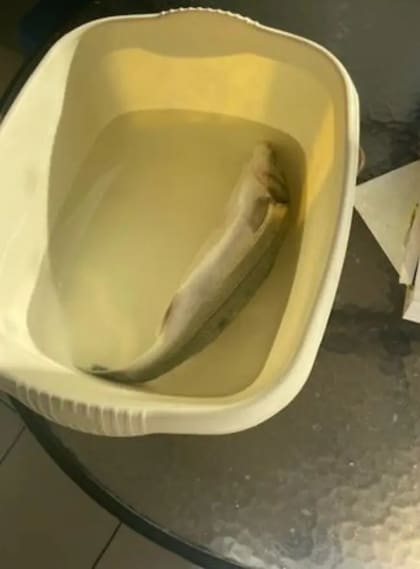 Un pescado entero fue encontrado en un recipiente para lavar dentro de una refrigerador
