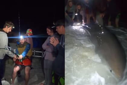 Un pescador aficionado sacó un enorme tiburón blanco del agua en una playa de Florida (YouTube)