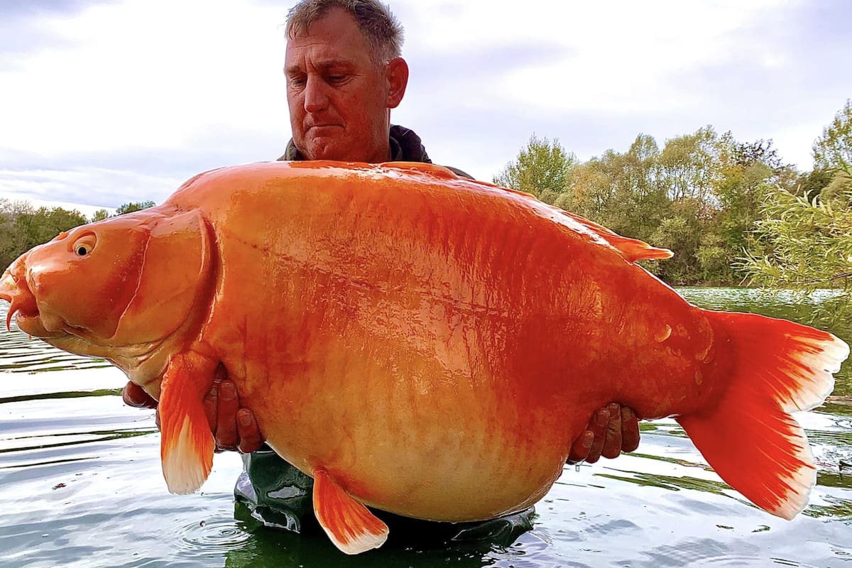 Un pescador británico logró capturar al pez dorado más grande del mundo