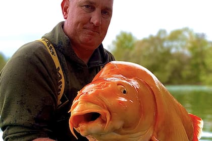 Un pescador británico logró capturar al pez dorado más grande del mundo