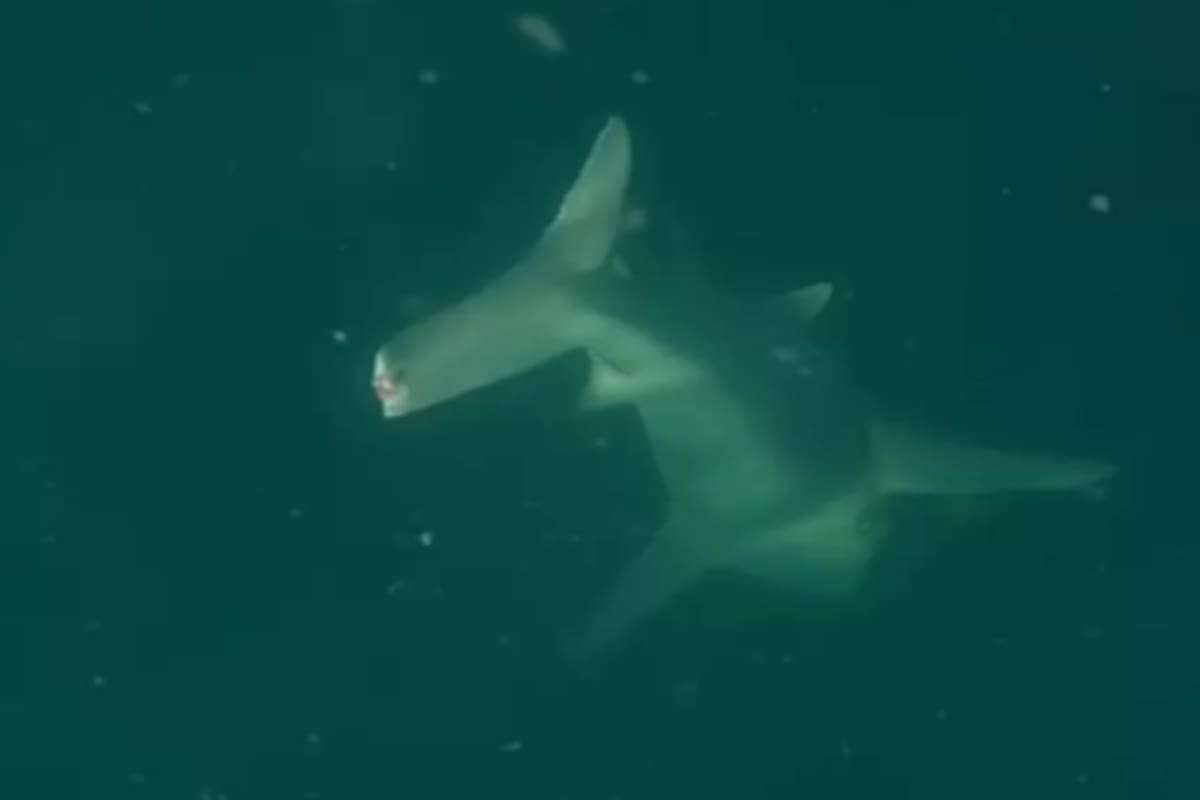 Un pescador capturó con su cámara GoPro a un tiburón al que le falta una parte de la cola