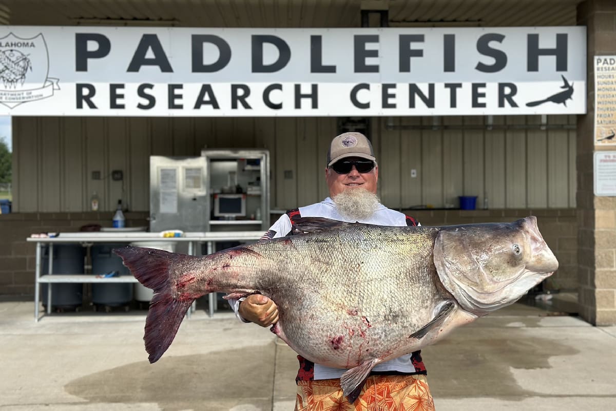Un pescador capturó una gran carpa cabezona, una especie invasora que amenaza la cadena alimenticia