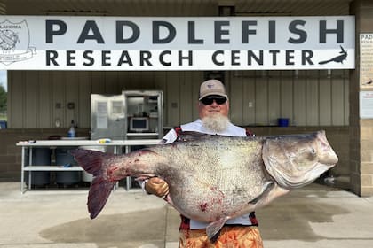 Un pescador capturó una gran carpa cabezona, una especie invasora que amenaza la cadena alimenticia