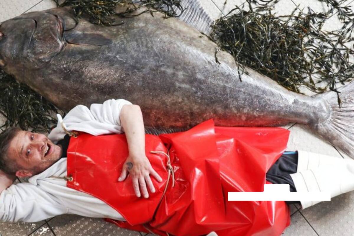 Un pescador escocés consiguió un fletán de 6 pies (1.82 metros)