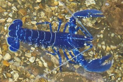 Un pescador halló una langosta azul y asombró a todos
