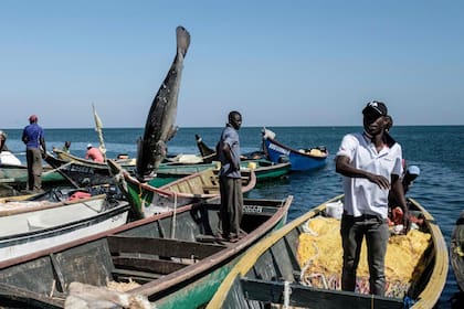 Un pescador lanza una perca del Nilo